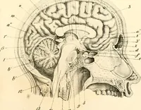 Picture 5 of 27 from Grundzüge der Phrenologie; oder, Anleitung zum Studium dieser Wissenschaft, mit Berücksichtigung der neueren Forschungen auf dem Gebiete der Physiologie und Psychologie (1856), leaf 614