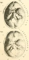 Picture 6 of 27 from Grundzüge der Phrenologie; oder, Anleitung zum Studium dieser Wissenschaft, mit Berücksichtigung der neueren Forschungen auf dem Gebiete der Physiologie und Psychologie (1856), leaf 616