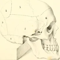 Picture 11 of 27 from Grundzüge der Phrenologie; oder, Anleitung zum Studium dieser Wissenschaft, mit Berücksichtigung der neueren Forschungen auf dem Gebiete der Physiologie und Psychologie (1856), leaf 620