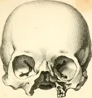 Picture 12 of 27 from Grundzüge der Phrenologie; oder, Anleitung zum Studium dieser Wissenschaft, mit Berücksichtigung der neueren Forschungen auf dem Gebiete der Physiologie und Psychologie (1856), leaf 622