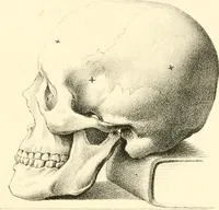 Picture 14 of 27 from Grundzüge der Phrenologie; oder, Anleitung zum Studium dieser Wissenschaft, mit Berücksichtigung der neueren Forschungen auf dem Gebiete der Physiologie und Psychologie (1856), leaf 622