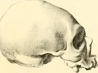 Picture 24 of 27 from Grundzüge der Phrenologie; oder, Anleitung zum Studium dieser Wissenschaft, mit Berücksichtigung der neueren Forschungen auf dem Gebiete der Physiologie und Psychologie (1856), leaf 632
