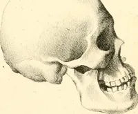 Picture 25 of 27 from Grundzüge der Phrenologie; oder, Anleitung zum Studium dieser Wissenschaft, mit Berücksichtigung der neueren Forschungen auf dem Gebiete der Physiologie und Psychologie (1856), leaf 632