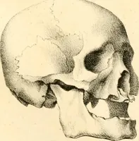 Picture 26 of 27 from Grundzüge der Phrenologie; oder, Anleitung zum Studium dieser Wissenschaft, mit Berücksichtigung der neueren Forschungen auf dem Gebiete der Physiologie und Psychologie (1856), leaf 632