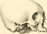 Picture 27 of 27 from Grundzüge der Phrenologie; oder, Anleitung zum Studium dieser Wissenschaft, mit Berücksichtigung der neueren Forschungen auf dem Gebiete der Physiologie und Psychologie (1856), leaf 632