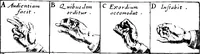 An illustration from Chirologia, or, The naturall language of the hand c [microform] : composed of the speaking motions, and discoursing gestures thereof : whereunto is added, Chironomia, or, The art of manual rhetoricke, consisting of the naturall expressions, digested by art in the hand ... : with types, or chyrograms, a long-wish'd for illustration of this argument (1644)