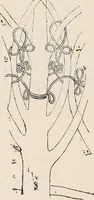 An illustration from Guida sommaria per il visitatore della Biblioteca Ambrosiana e delle collezioni annesse (1907)