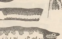 An illustration from Guide to the collections : Colombo Museum (1905)