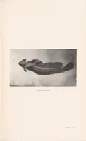 Picture 3 of 3 from Guide to the collections : Colombo Museum (1905), leaf 99