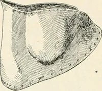 An illustration from A guide to the exhibition illustrating Greek and Roman life (1920)
