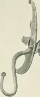 An illustration from A guide to the exhibition illustrating Greek and Roman life (1920)