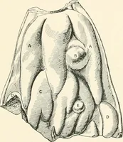 An illustration from A guide to the exhibition illustrating Greek and Roman life (1920)