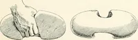 Picture 45 of 229 from A guide to the exhibition illustrating Greek and Roman life (1920), leaf 71
