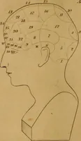 An illustration from A guide to human and comparative phrenology : With observations on the national varieties of the cranium, and a description of Drs. Gall and Spurzheim's method of dissecting the human brain (1831)