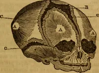 An illustration from A guide to human and comparative phrenology : With observations on the national varieties of the cranium, and a description of Drs. Gall and Spurzheim's method of dissecting the human brain (1831)