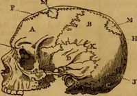 An illustration from A guide to human and comparative phrenology : With observations on the national varieties of the cranium, and a description of Drs. Gall and Spurzheim's method of dissecting the human brain (1831)