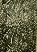 An illustration from Guide to the Japanese textiles (1919)