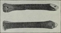 Picture 74 of 201 from A guide to the Mediaeval Room and to the specimens of mediaeval and later times in the gold ornament room : with fourteen plates and a hundred and ninety-four illustrations (1907), leaf 101