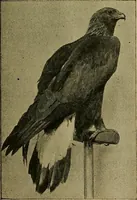 An illustration from Guide to the Peabody museum (1916)