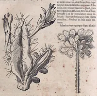 An illustration from Guilielmi Pisonis ... De medicina Brasiliensi libri qvatvor ... et Georgii Marcgravii de Liebstad Historiae rervm natvralivm Brasiliae, libri octo ... cum appendice de Tapuyis, et Chilensibvs J. de Laet ... in ordinem digessit & annotationes addidit, & varia ab auctore omissa supplevit & illustravit (1648)