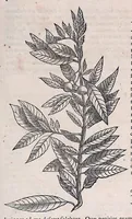 An illustration from Guilielmi Pisonis ... De medicina Brasiliensi libri qvatvor ... et Georgii Marcgravii de Liebstad Historiae rervm natvralivm Brasiliae, libri octo ... cum appendice de Tapuyis, et Chilensibvs J. de Laet ... in ordinem digessit & annotationes addidit, & varia ab auctore omissa supplevit & illustravit (1648)