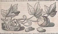 Picture 12 of 38 from Guilielmi Pisonis ... De medicina Brasiliensi libri qvatvor ... et Georgii Marcgravii de Liebstad Historiae rervm natvralivm Brasiliae, libri octo ... cum appendice de Tapuyis, et Chilensibvs J. de Laet ... in ordinem digessit & annotationes addidit, & varia ab auctore omissa supplevit & illustravit (1648), leaf 187
