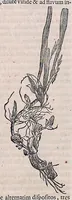 An illustration from Guilielmi Pisonis ... De medicina Brasiliensi libri qvatvor ... et Georgii Marcgravii de Liebstad Historiae rervm natvralivm Brasiliae, libri octo ... cum appendice de Tapuyis, et Chilensibvs J. de Laet ... in ordinem digessit & annotationes addidit, & varia ab auctore omissa supplevit & illustravit (1648)