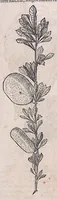 An illustration from Guilielmi Pisonis ... De medicina Brasiliensi libri qvatvor ... et Georgii Marcgravii de Liebstad Historiae rervm natvralivm Brasiliae, libri octo ... cum appendice de Tapuyis, et Chilensibvs J. de Laet ... in ordinem digessit & annotationes addidit, & varia ab auctore omissa supplevit & illustravit (1648)