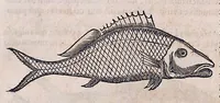 An illustration from Guilielmi Pisonis ... De medicina Brasiliensi libri qvatvor ... et Georgii Marcgravii de Liebstad Historiae rervm natvralivm Brasiliae, libri octo ... cum appendice de Tapuyis, et Chilensibvs J. de Laet ... in ordinem digessit & annotationes addidit, & varia ab auctore omissa supplevit & illustravit (1648)