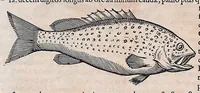 An illustration from Guilielmi Pisonis ... De medicina Brasiliensi libri qvatvor ... et Georgii Marcgravii de Liebstad Historiae rervm natvralivm Brasiliae, libri octo ... cum appendice de Tapuyis, et Chilensibvs J. de Laet ... in ordinem digessit & annotationes addidit, & varia ab auctore omissa supplevit & illustravit (1648)