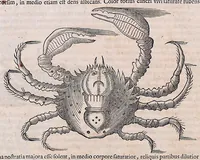 An illustration from Guilielmi Pisonis ... De medicina Brasiliensi libri qvatvor ... et Georgii Marcgravii de Liebstad Historiae rervm natvralivm Brasiliae, libri octo ... cum appendice de Tapuyis, et Chilensibvs J. de Laet ... in ordinem digessit & annotationes addidit, & varia ab auctore omissa supplevit & illustravit (1648)