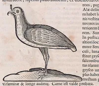 Picture 27 of 38 from Guilielmi Pisonis ... De medicina Brasiliensi libri qvatvor ... et Georgii Marcgravii de Liebstad Historiae rervm natvralivm Brasiliae, libri octo ... cum appendice de Tapuyis, et Chilensibvs J. de Laet ... in ordinem digessit & annotationes addidit, & varia ab auctore omissa supplevit & illustravit (1648), leaf 344