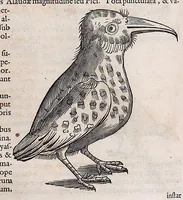 An illustration from Guilielmi Pisonis ... De medicina Brasiliensi libri qvatvor ... et Georgii Marcgravii de Liebstad Historiae rervm natvralivm Brasiliae, libri octo ... cum appendice de Tapuyis, et Chilensibvs J. de Laet ... in ordinem digessit & annotationes addidit, & varia ab auctore omissa supplevit & illustravit (1648)