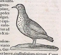 An illustration from Guilielmi Pisonis ... De medicina Brasiliensi libri qvatvor ... et Georgii Marcgravii de Liebstad Historiae rervm natvralivm Brasiliae, libri octo ... cum appendice de Tapuyis, et Chilensibvs J. de Laet ... in ordinem digessit & annotationes addidit, & varia ab auctore omissa supplevit & illustravit (1648)