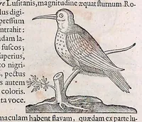 Picture 31 of 38 from Guilielmi Pisonis ... De medicina Brasiliensi libri qvatvor ... et Georgii Marcgravii de Liebstad Historiae rervm natvralivm Brasiliae, libri octo ... cum appendice de Tapuyis, et Chilensibvs J. de Laet ... in ordinem digessit & annotationes addidit, & varia ab auctore omissa supplevit & illustravit (1648), leaf 357