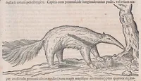 An illustration from Guilielmi Pisonis ... De medicina Brasiliensi libri qvatvor ... et Georgii Marcgravii de Liebstad Historiae rervm natvralivm Brasiliae, libri octo ... cum appendice de Tapuyis, et Chilensibvs J. de Laet ... in ordinem digessit & annotationes addidit, & varia ab auctore omissa supplevit & illustravit (1648)