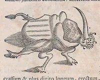 An illustration from Guilielmi Pisonis ... De medicina Brasiliensi libri qvatvor ... et Georgii Marcgravii de Liebstad Historiae rervm natvralivm Brasiliae, libri octo ... cum appendice de Tapuyis, et Chilensibvs J. de Laet ... in ordinem digessit & annotationes addidit, & varia ab auctore omissa supplevit & illustravit (1648)