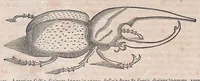 An illustration from Guilielmi Pisonis ... De medicina Brasiliensi libri qvatvor ... et Georgii Marcgravii de Liebstad Historiae rervm natvralivm Brasiliae, libri octo ... cum appendice de Tapuyis, et Chilensibvs J. de Laet ... in ordinem digessit & annotationes addidit, & varia ab auctore omissa supplevit & illustravit (1648)