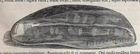 Picture 1 of 38 from Guilielmi Pisonis ... De medicina Brasiliensi libri qvatvor ... et Georgii Marcgravii de Liebstad Historiae rervm natvralivm Brasiliae, libri octo ... cum appendice de Tapuyis, et Chilensibvs J. de Laet ... in ordinem digessit & annotationes addidit, & varia ab auctore omissa supplevit & illustravit (1648), leaf 55