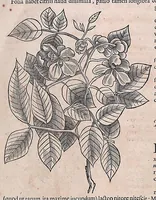 Picture 3 of 38 from Guilielmi Pisonis ... De medicina Brasiliensi libri qvatvor ... et Georgii Marcgravii de Liebstad Historiae rervm natvralivm Brasiliae, libri octo ... cum appendice de Tapuyis, et Chilensibvs J. de Laet ... in ordinem digessit & annotationes addidit, & varia ab auctore omissa supplevit & illustravit (1648), leaf 96