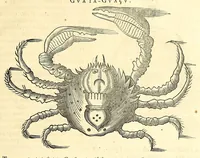 An illustration from Gulielmi Pisonis medici Amstelædamensis De Indiæ utriusque re naturali et medica libri quatuordecim, quorum contenta pagina sequens exhibet (1658)