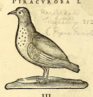 Picture 14 of 52 from Gulielmi Pisonis medici Amstelædamensis De Indiæ utriusque re naturali et medica libri quatuordecim, quorum contenta pagina sequens exhibet (1658), leaf 114