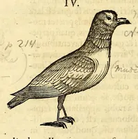 Picture 15 of 52 from Gulielmi Pisonis medici Amstelædamensis De Indiæ utriusque re naturali et medica libri quatuordecim, quorum contenta pagina sequens exhibet (1658), leaf 114