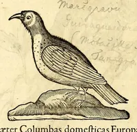 An illustration from Gulielmi Pisonis medici Amstelædamensis De Indiæ utriusque re naturali et medica libri quatuordecim, quorum contenta pagina sequens exhibet (1658)