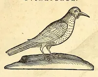 Picture 17 of 52 from Gulielmi Pisonis medici Amstelædamensis De Indiæ utriusque re naturali et medica libri quatuordecim, quorum contenta pagina sequens exhibet (1658), leaf 123