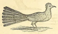 Picture 18 of 52 from Gulielmi Pisonis medici Amstelædamensis De Indiæ utriusque re naturali et medica libri quatuordecim, quorum contenta pagina sequens exhibet (1658), leaf 123