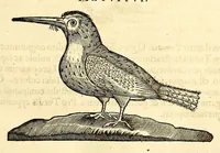 Picture 19 of 52 from Gulielmi Pisonis medici Amstelædamensis De Indiæ utriusque re naturali et medica libri quatuordecim, quorum contenta pagina sequens exhibet (1658), leaf 123