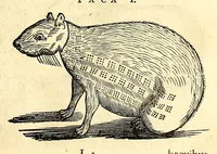 Picture 21 of 52 from Gulielmi Pisonis medici Amstelædamensis De Indiæ utriusque re naturali et medica libri quatuordecim, quorum contenta pagina sequens exhibet (1658), leaf 129