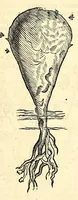 An illustration from Gulielmi Pisonis medici Amstelædamensis De Indiæ utriusque re naturali et medica libri quatuordecim, quorum contenta pagina sequens exhibet (1658)