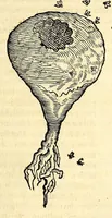 An illustration from Gulielmi Pisonis medici Amstelædamensis De Indiæ utriusque re naturali et medica libri quatuordecim, quorum contenta pagina sequens exhibet (1658)